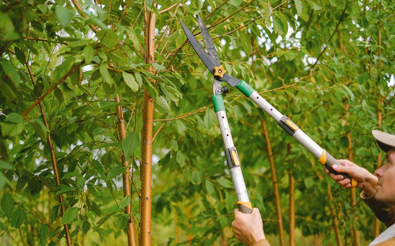 Tree trimming in Toledo, WA